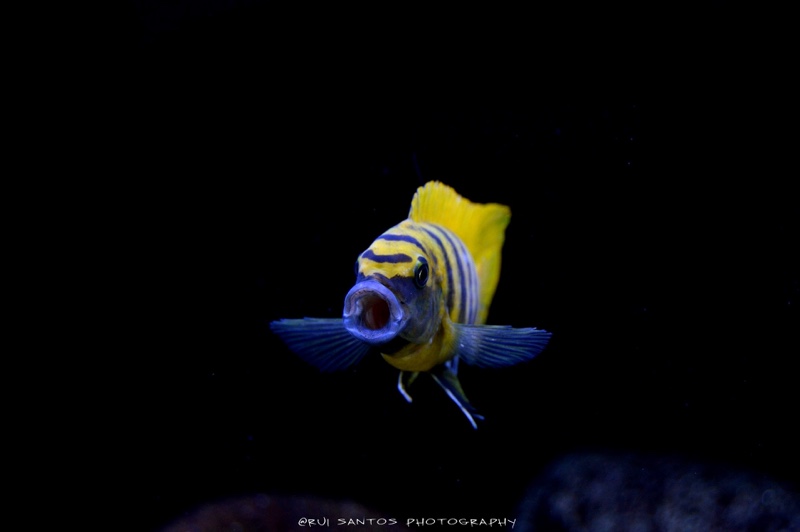 Maylandia sp. 'zebra gold' Kawanga